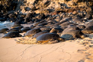 Green Sea Turtles on Hookipa Beach   Maui Hawaii 08518